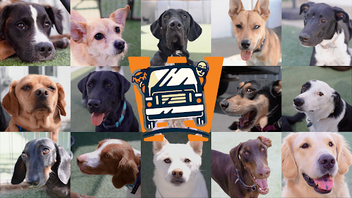 Whitaker Dog Day Camp - Dog Daycare and Boarding image
