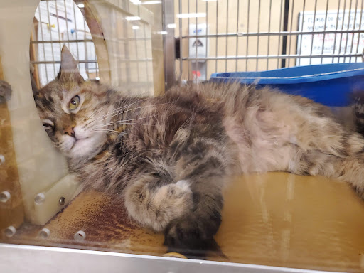 Pet Supply Store «PetSmart», reviews and photos, 2 Brick Plaza, Brick, NJ 08723, USA