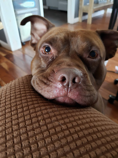 Pet Supply Store «Ma & Paws Pet Supplies», reviews and photos, 206 Anderson Ln N #200, Hendersonville, TN 37075, USA