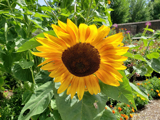 Fortress «Fort Ticonderoga», reviews and photos, 102 Fort Ti Rd, Ticonderoga, NY 12883, USA