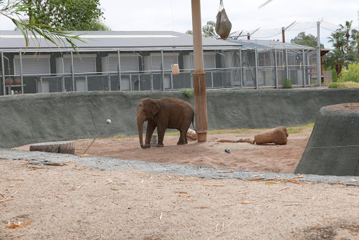 Zoo «Phoenix Zoo», reviews and photos, 455 N Galvin Pkwy, Phoenix, AZ 85008, USA