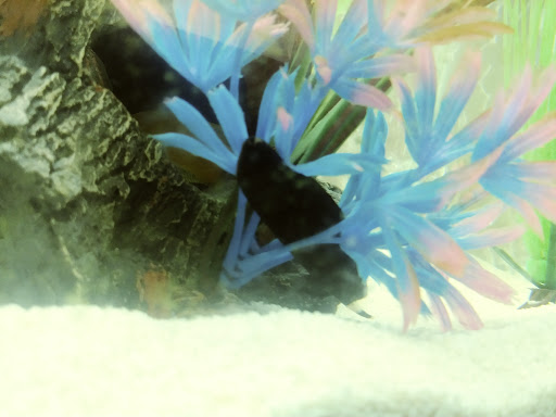 Pet Store «The Pet Works», reviews and photos, 1257 Commerce Ave, Longview, WA 98632, USA