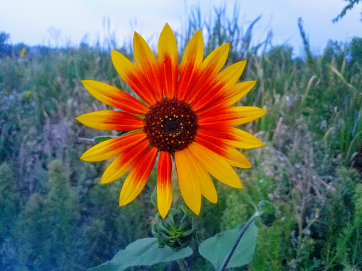 Park «Belmar Park», reviews and photos, 801 S Wadsworth Blvd, Lakewood, CO 80226, USA