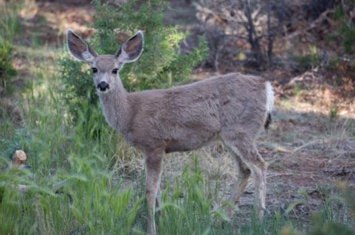 Wildlife Rescue Service «Southwest Wildlife Conservation Center», reviews and photos, 27026 N 156th St, Scottsdale, AZ 85262, USA