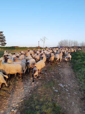 Le Bouchet - Ferme agroécologique - Tisanes de plantes sauvages - Agneaux Bio - Farines Bio à Cherier