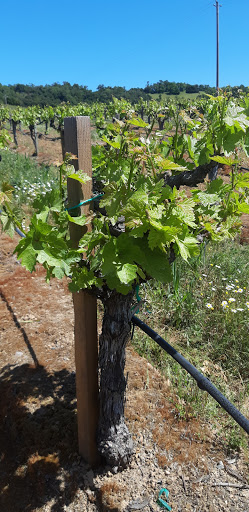 Supermarket «FoodMaxx», reviews and photos, 2055 Sebastopol Rd, Santa Rosa, CA 95407, USA