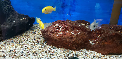 Pet Store «Anchor Bay Aquarium», reviews and photos, 36457 Alfred St, New Baltimore, MI 48047, USA