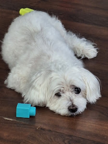 Perro