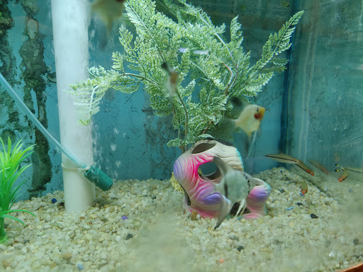 Pet Store «Animal Ark», reviews and photos, 175 S 500 E St, American Fork, UT 84003, USA