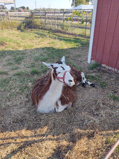 Orchard «Tuttle Orchards», reviews and photos, 5717 N 300 W, Greenfield, IN 46140, USA