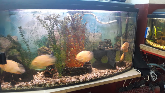 Comentarii opinii despre Bartex