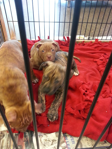 Animal Shelter «One of A Kind Pet Rescue», reviews and photos, 1929 W Market St, Akron, OH 44313, USA