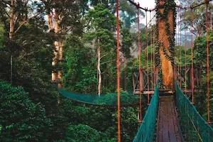 Danum Valley Conservation Area image