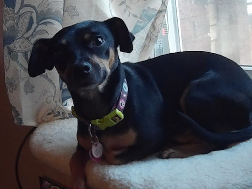 Pet Supply Store «Petco Animal Supplies», reviews and photos, 3860 Elmore Avenue, Davenport, IA 52807, USA