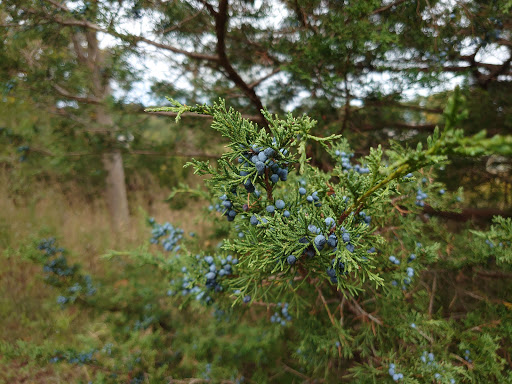 State Park «Abigail Adams State Park», reviews and photos, 770 Bridge St, Weymouth, MA 02188, USA