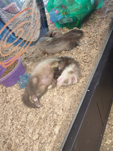 Pet Supply Store «Pet Supplies Plus», reviews and photos, 7041 Barker Cypress Rd, Cypress, TX 77433, USA