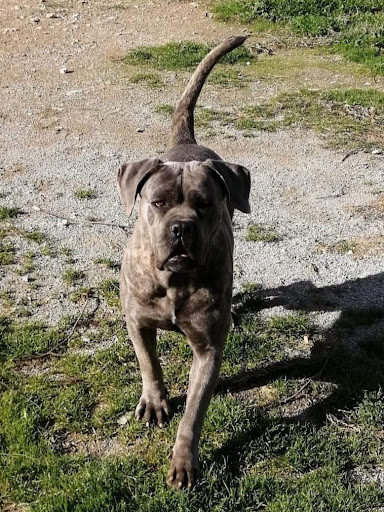 Pensioni per cani e dog hotel a Pensione per cani zampa bau bau