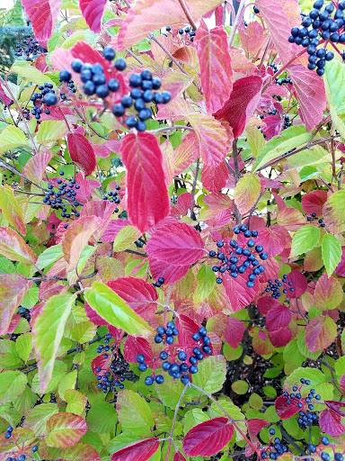 Nature Preserve «McDonald Woods Forest Preserve», reviews and photos, 19611 W Grass Lake Rd, Lake Villa, IL 60046, USA