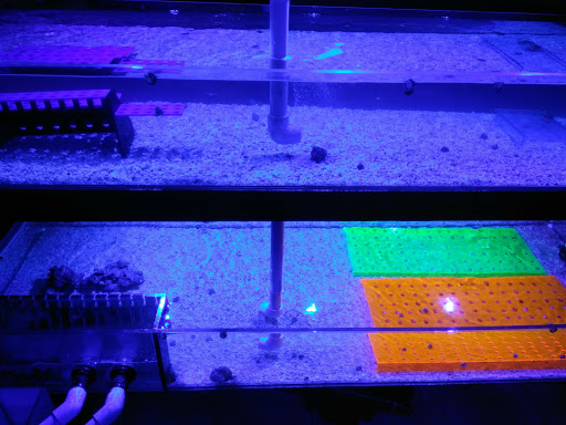 Pet Store «Discount Pets & Supplies», reviews and photos, 211 Hancock Bridge Pkwy, Cape Coral, FL 33990, USA