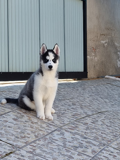 Consultorio Veterinario El Casar en El Casar de Escalona