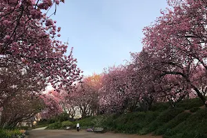 Kikuna Sakurayama Park image