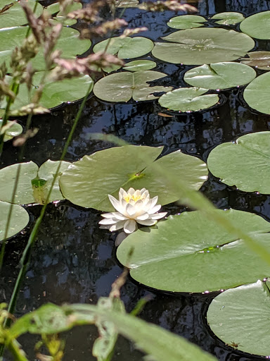 Gift Shop «Stonehedge Gardens», reviews and photos, 51 Dairy Rd, Tamaqua, PA 18252, USA