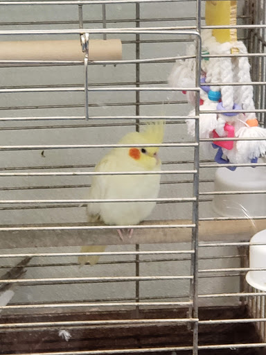 Pet Store «Petland Discounts - Paterson», reviews and photos, 128 Main St, Paterson, NJ 07505, USA