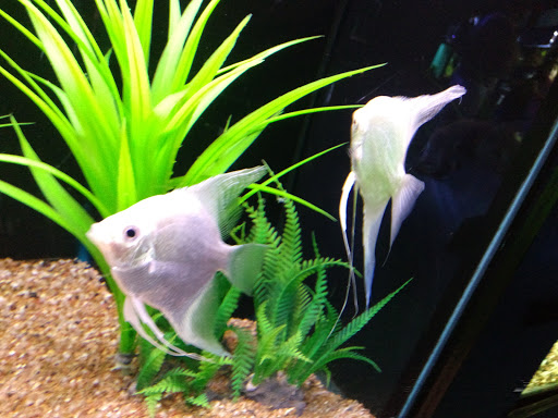 Aquarium «Tennessee Water Gardens», reviews and photos, 6410 Papermill Dr NW, Knoxville, TN 37919, USA