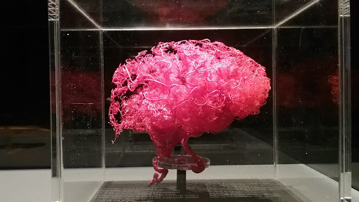 Museum «The Health Museum», reviews and photos, 1515 Hermann Dr, Houston, TX 77004, USA
