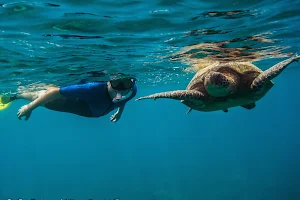 Maui Snorkel Tours image