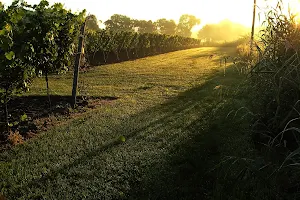 vineyard Hesselink image