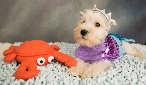 Pet Store «Petland», reviews and photos, 1514 Stonecreek Dr, Pickerington, OH 43147, USA