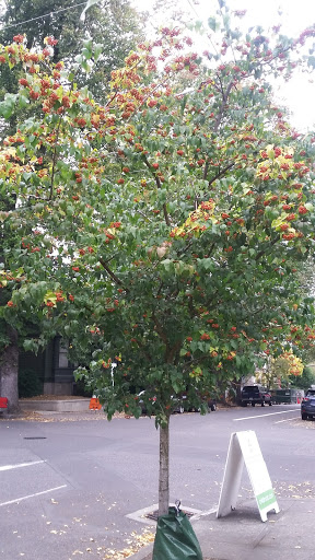 Park «Couch City Park», reviews and photos, 1961 NW Glisan St, Portland, OR 97209, USA