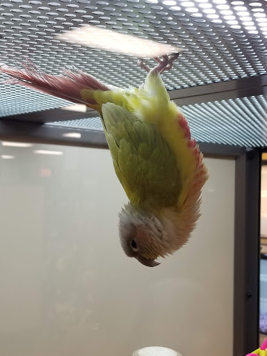 Pet Supply Store «Petco Animal Supplies», reviews and photos, 680 Downingtown Pike, West Chester, PA 19380, USA