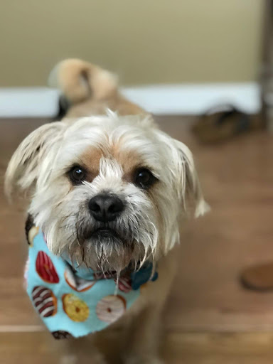 Pet Store «Pet Wize», reviews and photos, 11401 N 56th St, Tampa, FL 33617, USA