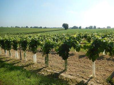 Domaine du Berdet - Darrimajou Thierry et Isabelle à Bourdalat