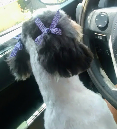 Pet Groomer «Pretty Paws Salon & Spa», reviews and photos, 604 S 77 Sunshine Strip, Harlingen, TX 78550, USA