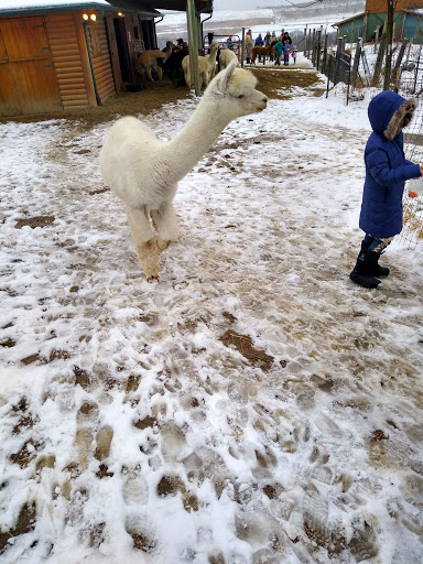 Boutique «Alpacas of the Heartland LLC», reviews and photos, 7016 County Rd 39, Fort Calhoun, NE 68023, USA