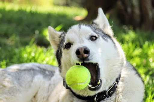 Pet Supply Store «PetSmart», reviews and photos, 150 Bleachery Blvd, Asheville, NC 28805, USA