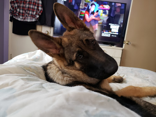 Pet Supply Store «PetSmart», reviews and photos, 479 River Hill Dr, Ashland, KY 41101, USA