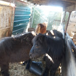 Photo n°10 de l'avis de Joao.o fait le 27/02/2018 à 08:44 sur le  Restaurante O Pastor à 