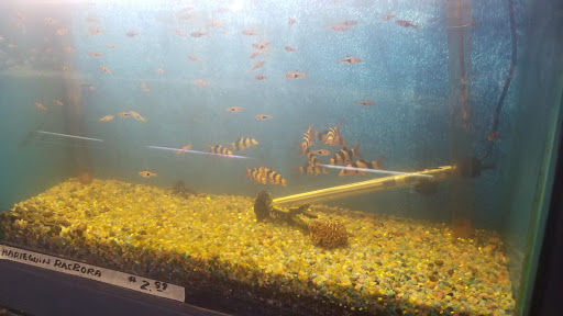 Gift Shop «Asia Gifts & Aquarium», reviews and photos, 763 S 38th St, Tacoma, WA 98418, USA