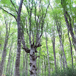 Photo n°9 de l'avis de Umberto.a fait le 21/08/2021 à 13:55 sur le  La Costara, Il Rifugio Dei Carbonai à Sasso di Castalda