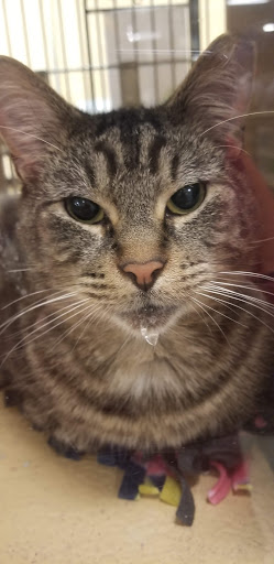 Pet Supply Store «PetSmart», reviews and photos, 7260 Orchard Lake Rd, West Bloomfield Township, MI 48322, USA