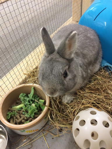 Hawthorne Bunny and Small Pet Hotel