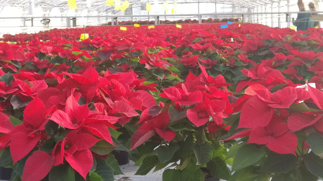 Vestergade 77, 7430 Ikast