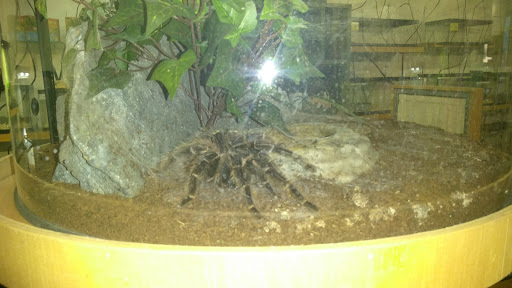 Reptile Store «An Exotic Reptile Pet Shop», reviews and photos, 3115 N 1st Ave, Tucson, AZ 85719, USA