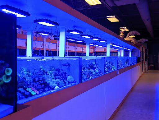 Tropical Fish Store «Nemo Aquarium», reviews and photos, 1560 Indian Trail Rd #106, Norcross, GA 30093, USA