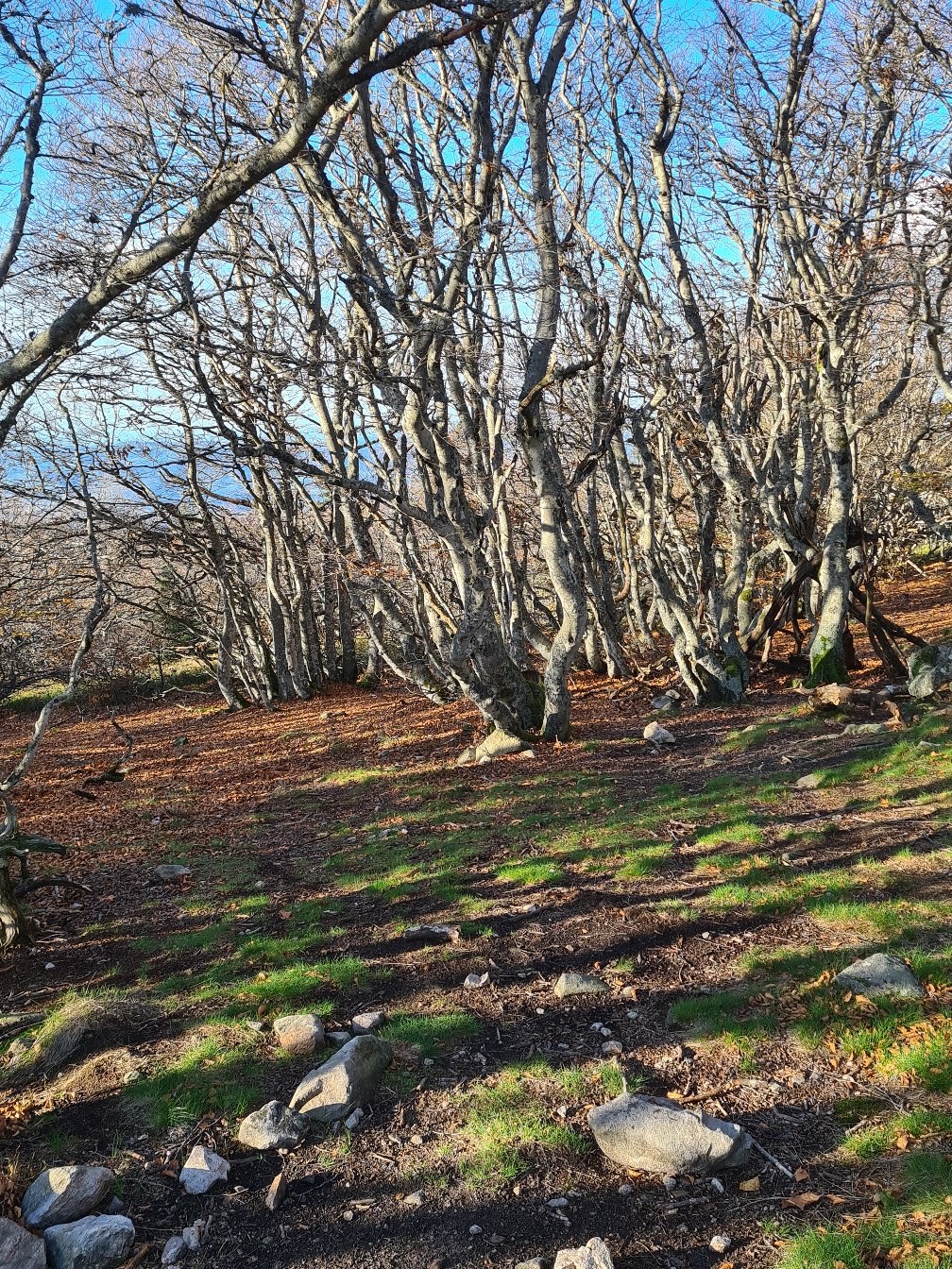 Photo n° 13 de l'avis de V-W.- fait le 19/11/2022 à 13:41