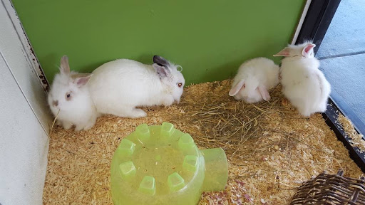 Pet Store «Species Pet Supply», reviews and photos, 1935 W Brandon Blvd, Brandon, FL 33511, USA